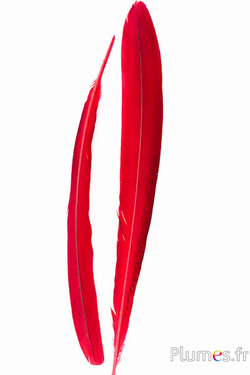 Pauw paars - 45-52 cm - rood